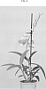 Dendrobium%20hybrid%20Sw.%20%27Suden1603%27