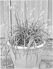 Carex%20hybrida%20%27ET%20CRX02%27