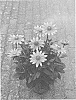 Rudbeckia%20hirta%20L.%20%27BullRudi%2002%27