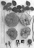 Rosa%20hybrida%20%27AUSapply%27