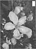 Malus%20domestica%20%28Borkh.%29%20%27UEBI%20406%2F1%27