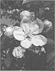 Malus%20domestica%20Borkh.%20%27UEB%2038026%27