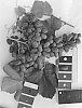 Vitis%20interspecific%20hybrid%20%27IFG%20Twenty-seven%27