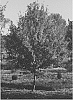 Carpinus%20caroliniana%20%27JN%20Select%20A%27