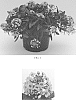 Lobularia%20maritima%20%27Balbeezink%27