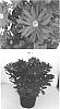 Chrysanthemum%20x%20morifolium%20%27CIDZ0087%27