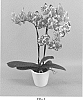 Phalaenopsis%20hybrid%20%27PHALGULFQ%27