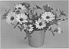 Osteospermum%20ecklonis%20%27KLEOE16286%27
