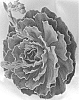 Echeveria%20hybrid%20%27Calypso%27