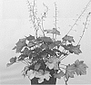 Heuchera%20hybrid%20%27Orange%20Dream%27
