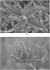 Monarda%20hybrid%20%27Mojo%27