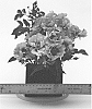 Rosa%20hybrida%20%27WEKswechefy%27