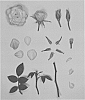 Rosa%20hybrida%20%27KORaroma05%27