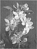 Malus%20domestica%20%28Borkh.%29%20%27UEB%201813%27