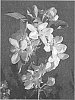 Malus%20domestica%20%28Borkh.%29%20%27UEB%201813%27