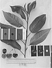 Prunus%20avium%20%27IFG%20Cher-two%27