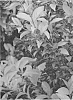 Weigela%20florida%20%27MONRIGNEY%27