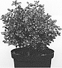 Ilex%20crenata%20%27Annys5%27