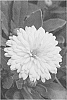 Calendula%20hybrida%20%27KERCALSUN%27