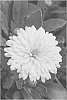 Calendula%20hybrida%20%27KERCALSUN%27