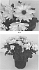 Chrysanthemum%20x%20morifolium%20%27CIDZ0088%27