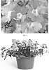 Verbena%20hybrida%20%27VEAZ0047%27