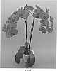 Phalaenopsis%20hybrid%20%27PHALFAREN%27