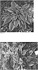 Hosta%20hybrid%20%28Tratt.%29%20%27One%20Last%20Dance%27