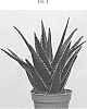 Aloe%20hybrid%20%27OVROCKS04%27