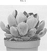 Echeveria%20hybrid%20%27OVPEARLS01%27