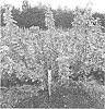Ribes%20nigrum%20L.%20%27Stikine%27