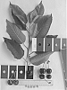 Prunus%20avium%20%27IFG%20Cher-three%27