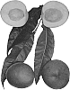 Prunus%20persica%20%27April%20Zee%27