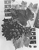 Vitis%20vinifera%20%27IFG%20Twenty-six%27