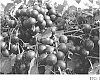 Vitus%20rotundifolia%20Michx.%20%27Ga.%206-2-26%27