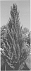 Juniperus%20silicicola%20%27RLH-SS1PI%27