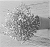 Elaeagnus%20ebbingei%20%27Abrela%27