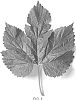 Humulus%20lupulus%20L.%20%2774%2F134%27