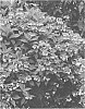 Hydrangea%20paniculata%20%27SMHSMAKF2%27
