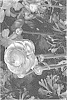 Ranunculus%20asiaticus%20%27ABLEIGONG%27