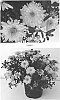 Chrysanthemum%20x%20morifolium%20%27CIFZ0049%27