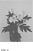 Chrysanthemum%20x%20morifolium%20Ramat.%20%27Zanmubonita%20Yellow%27