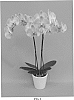 Phalaenopsis%20hybrid%20%27PHALDOQZI%27