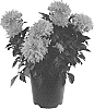 Dahlia%20variabilis%20%27Sunfire%27
