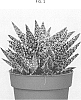 Aloe%20hybrid%20%27OVROCKS03%27