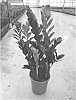 Zamioculcas%20zamiifolia%20%27Dowon%27