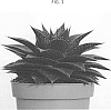 Gasteraloe%20Guillaumin%20%27OVROCKS01%27