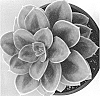 Echeveria%20hybrida%20%27Petra%27s%20Perle%27