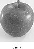 Malus%20domestica%20Borkh%20%27Venice%27