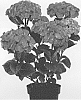 Hydrangea%20macrophylla%20%27Hortmamore%27